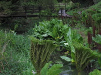 Blarney Castle Gardens